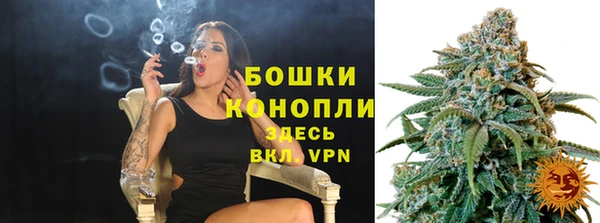 сатива Новозыбков